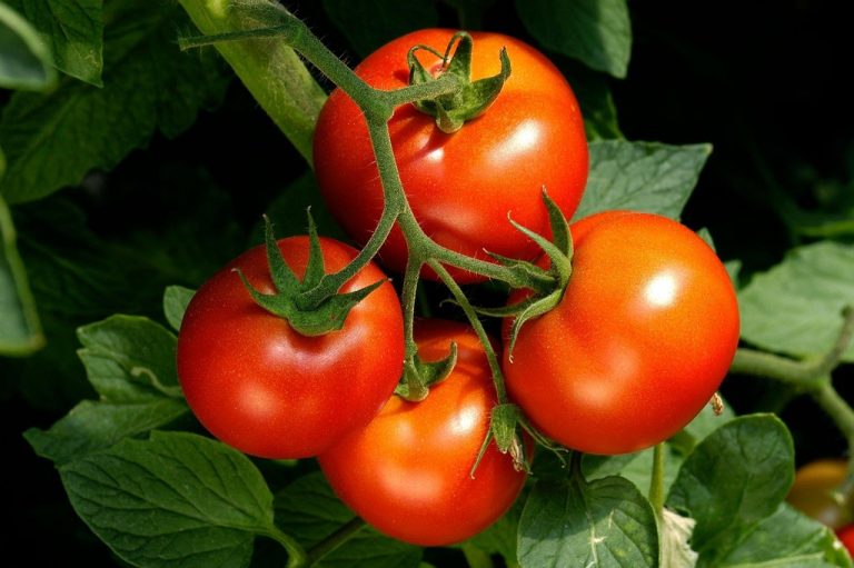 Additional ways to improve the health of your tomato plants