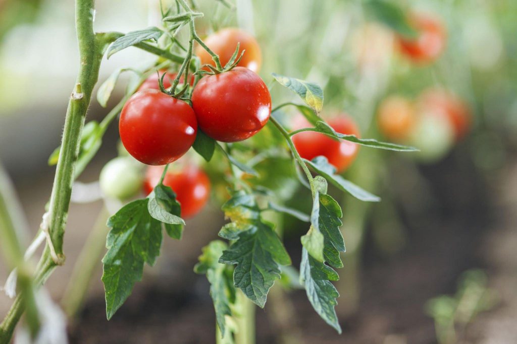 Check your tomato plants regularly