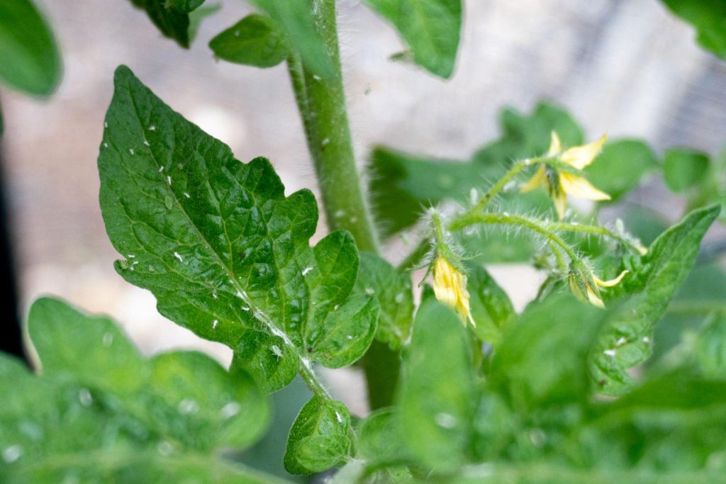 How to prevent aphid infestations on your tomato plants