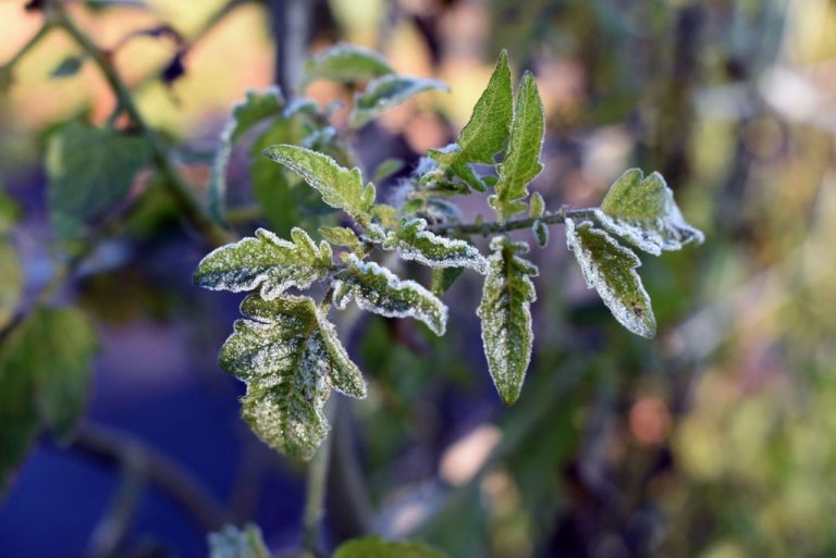 Identifying signs of frost damage in young tomato plants