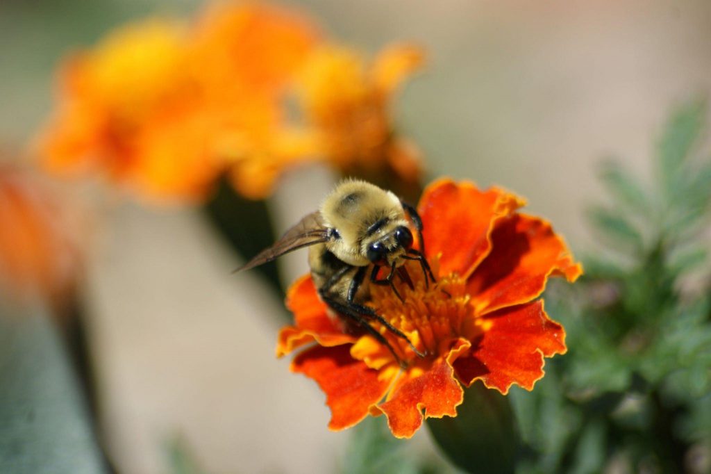 Marigolds attract beneficial insects