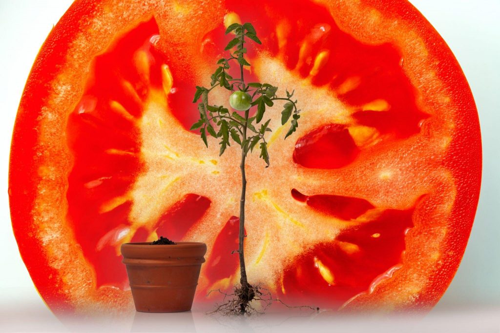 Plant a Sliced Tomato