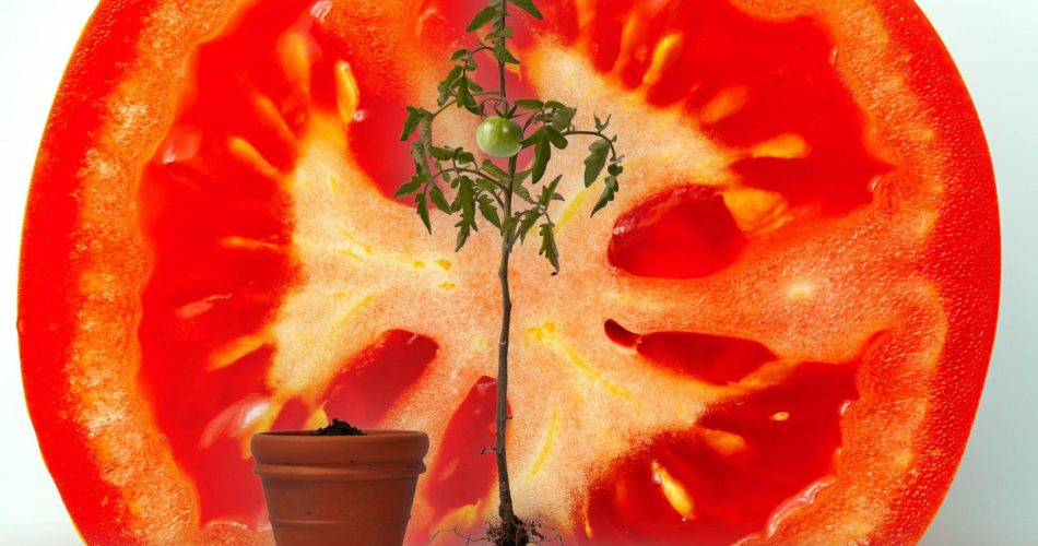 Plant a Sliced Tomato