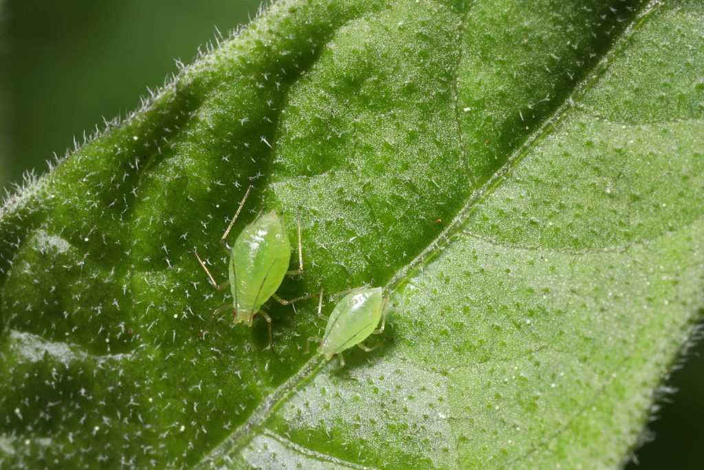 What are aphids