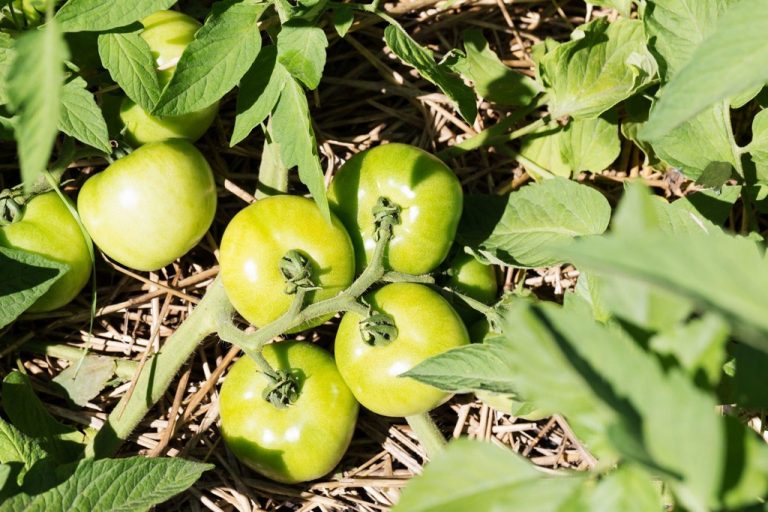 When should you mulch tomato plants