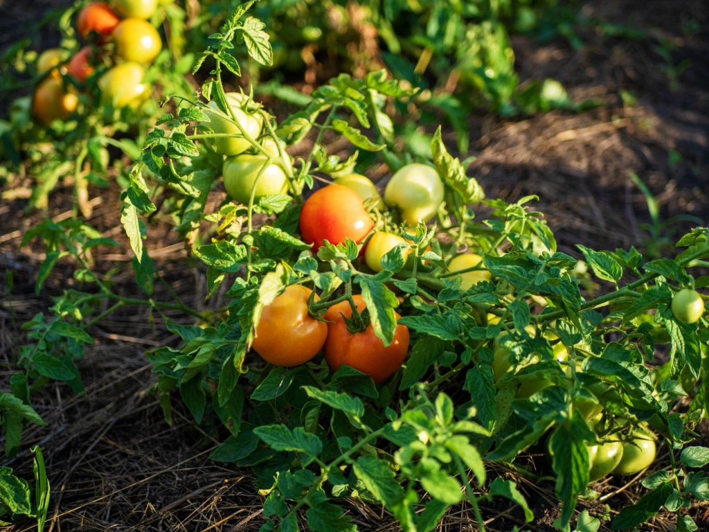 Choose suitable tomato varieties