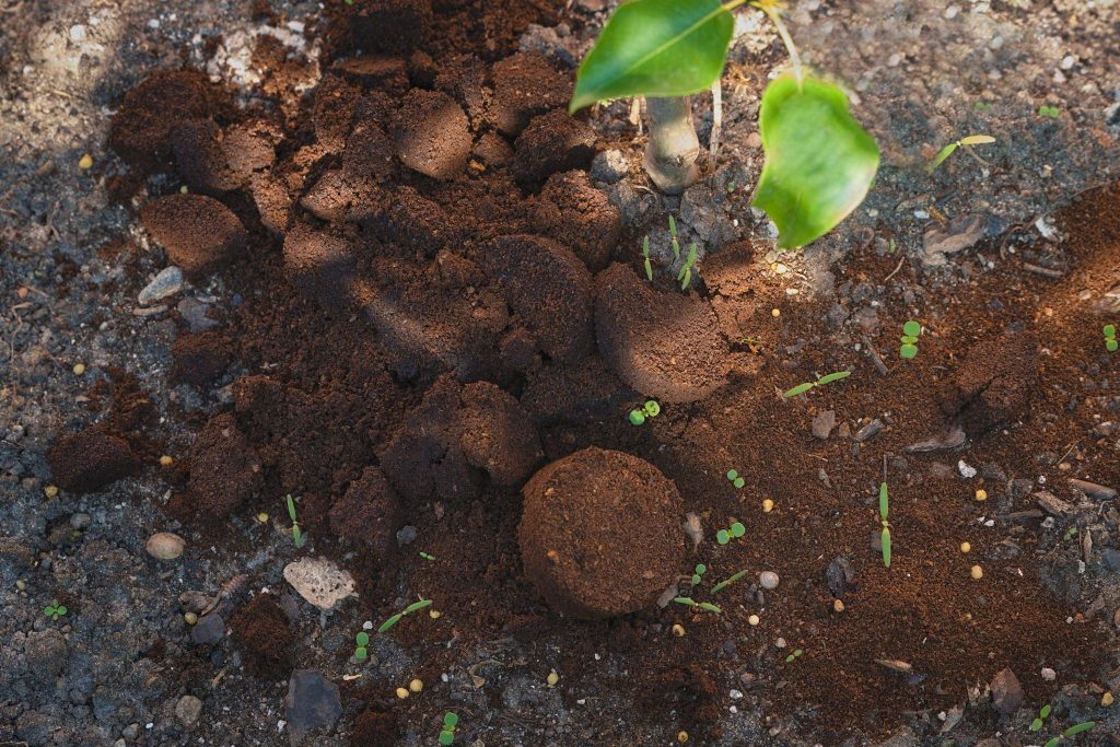 Common ways to use coffee grounds in the garden