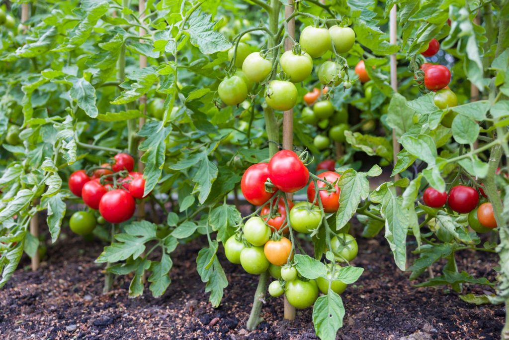 Grow indeterminate tomatoes vertically