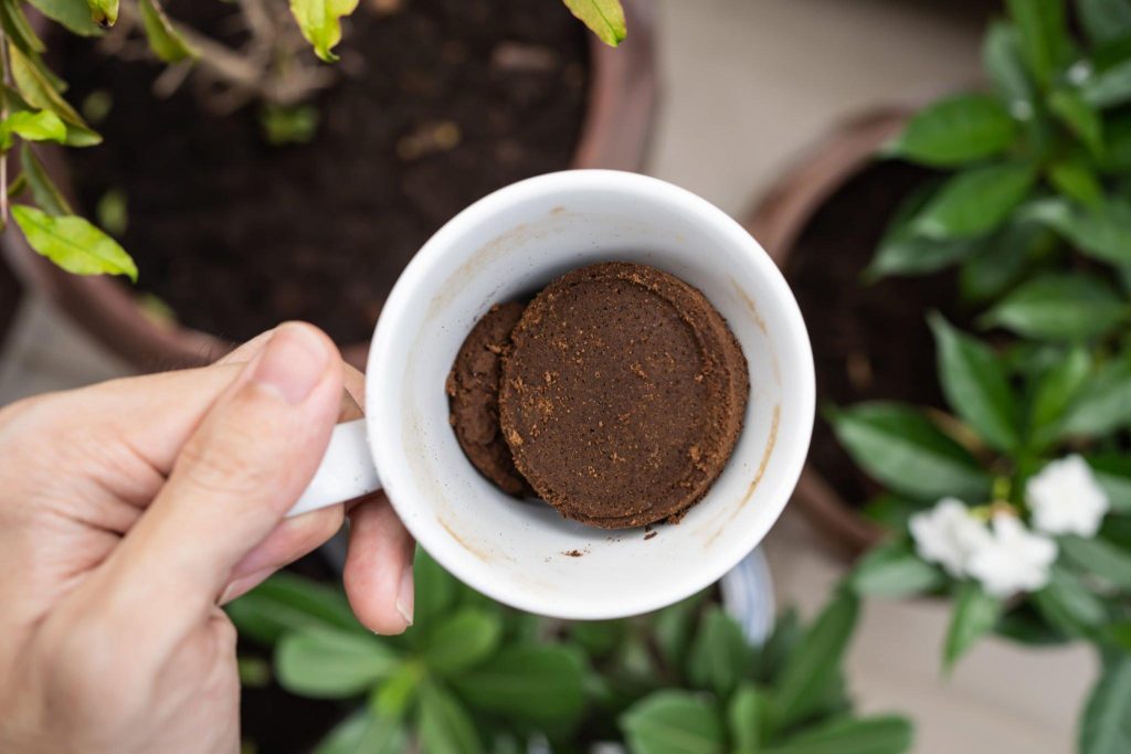 Using coffee grounds as a nitrogen fertilizer for tomato plants