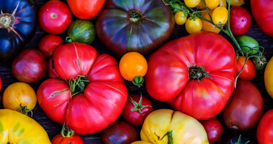 Hybrid vs Heirloom Tomatoes